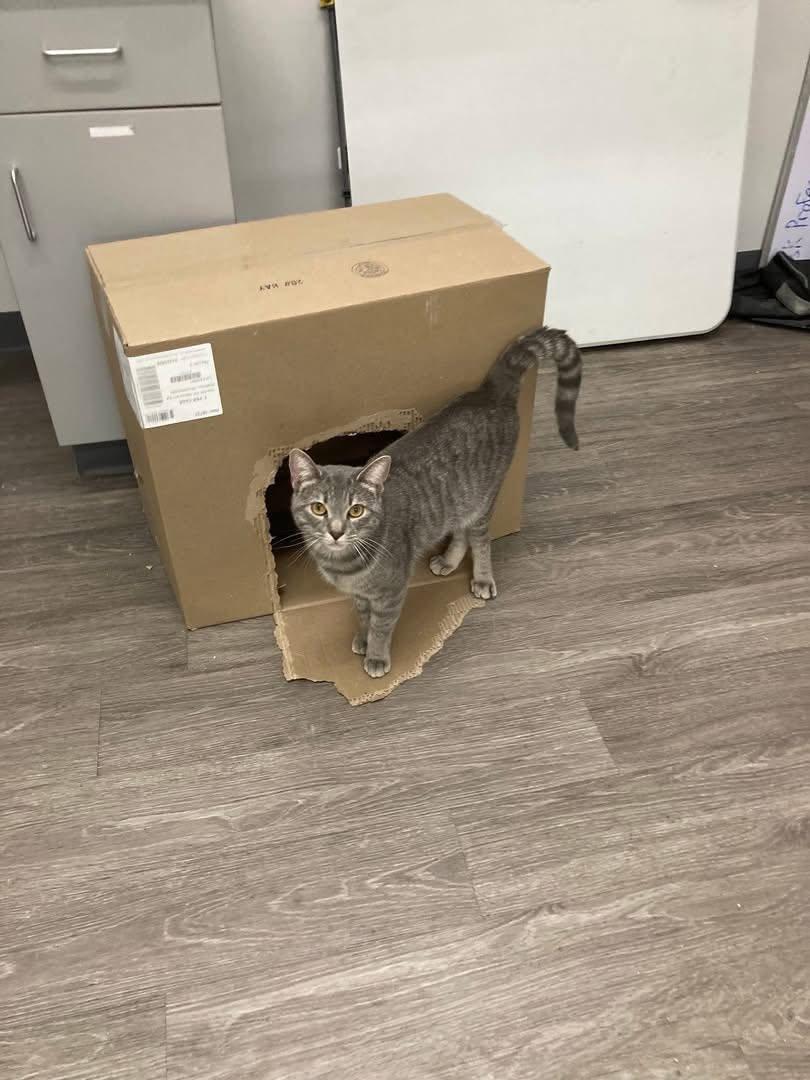 Enlarge Ichabod, an adopted Domestic Short Hair in Cleveland, OH image 3/3