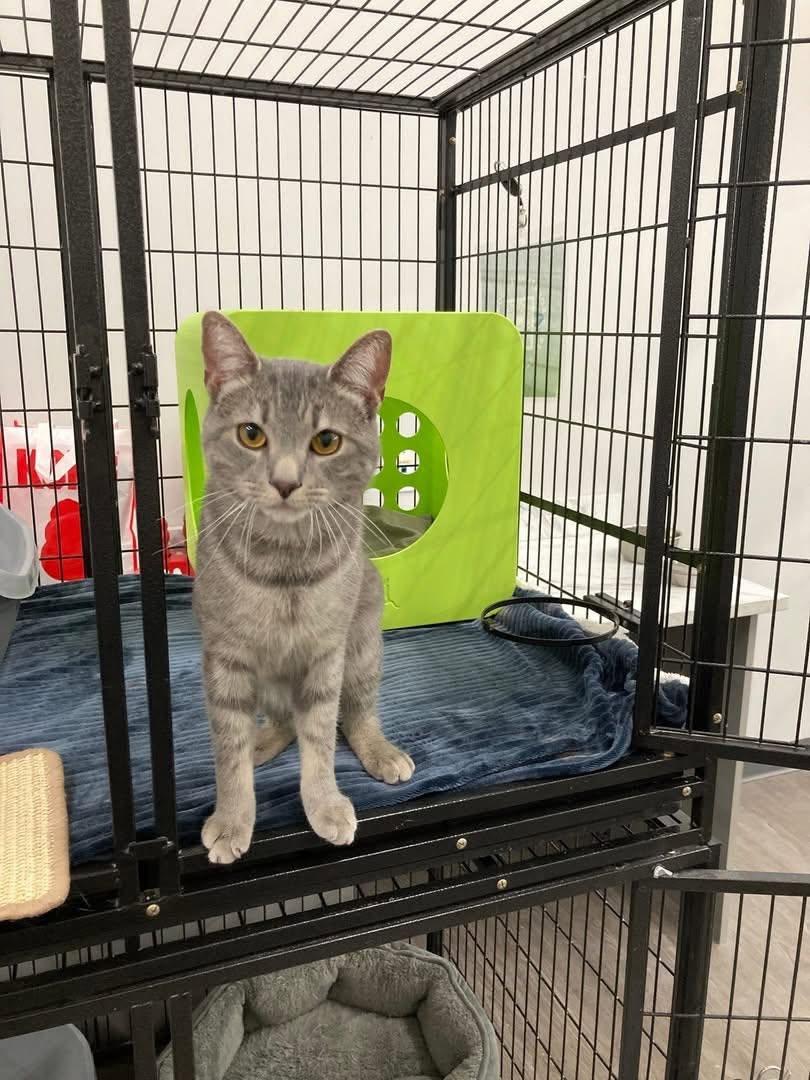 Ichabod, adopted, Young Male Domestic Short Hair.