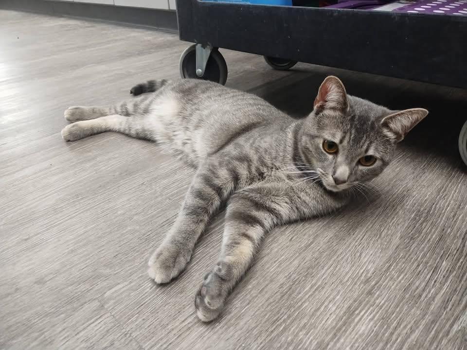 Enlarge Ichabod, an adopted Domestic Short Hair in Cleveland, OH image 2/3