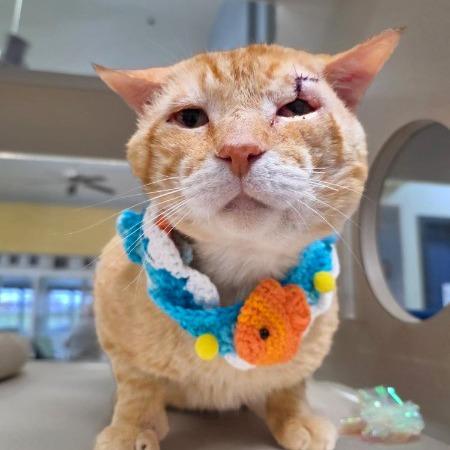 Enlarge Stanley, a Adoptable Domestic Short Hair in Galveston, TX image 1/1