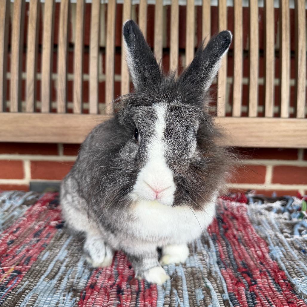 Matilda, Adoptable, Adult Female Lionhead.