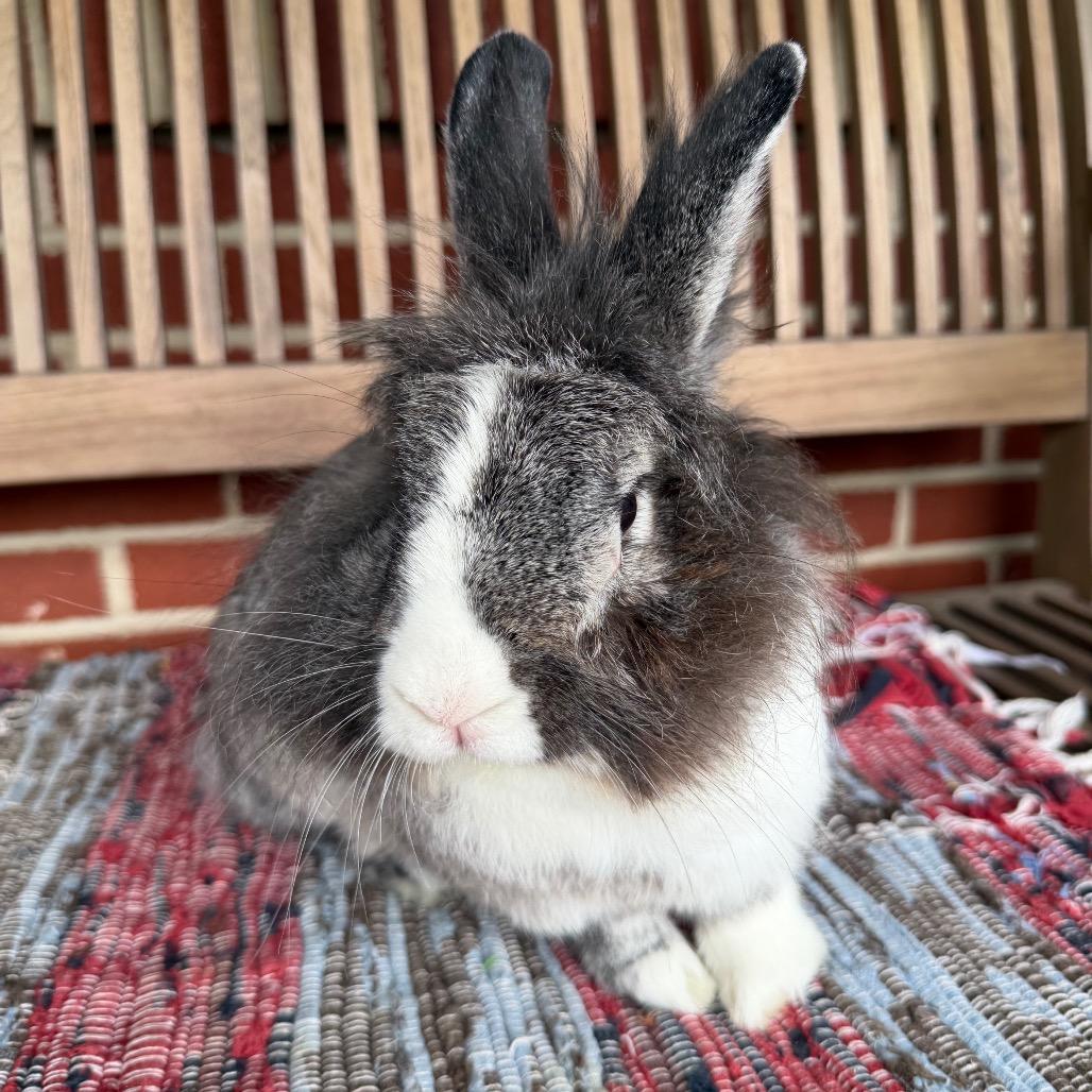Enlarge Matilda, a Adoptable Lionhead in Baltimore, MD image 2/5