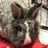 Enlarge Matilda, a Adoptable Lionhead in Baltimore, MD image 3/5