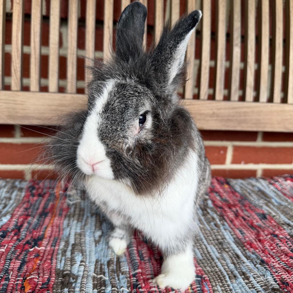 Enlarge Matilda, a Adoptable Lionhead in Baltimore, MD image 4/5