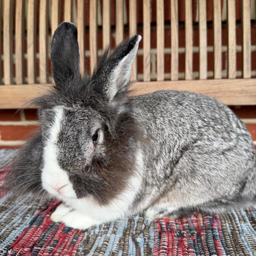 Enlarge Matilda, a Adoptable Lionhead in Baltimore, MD image 5/5