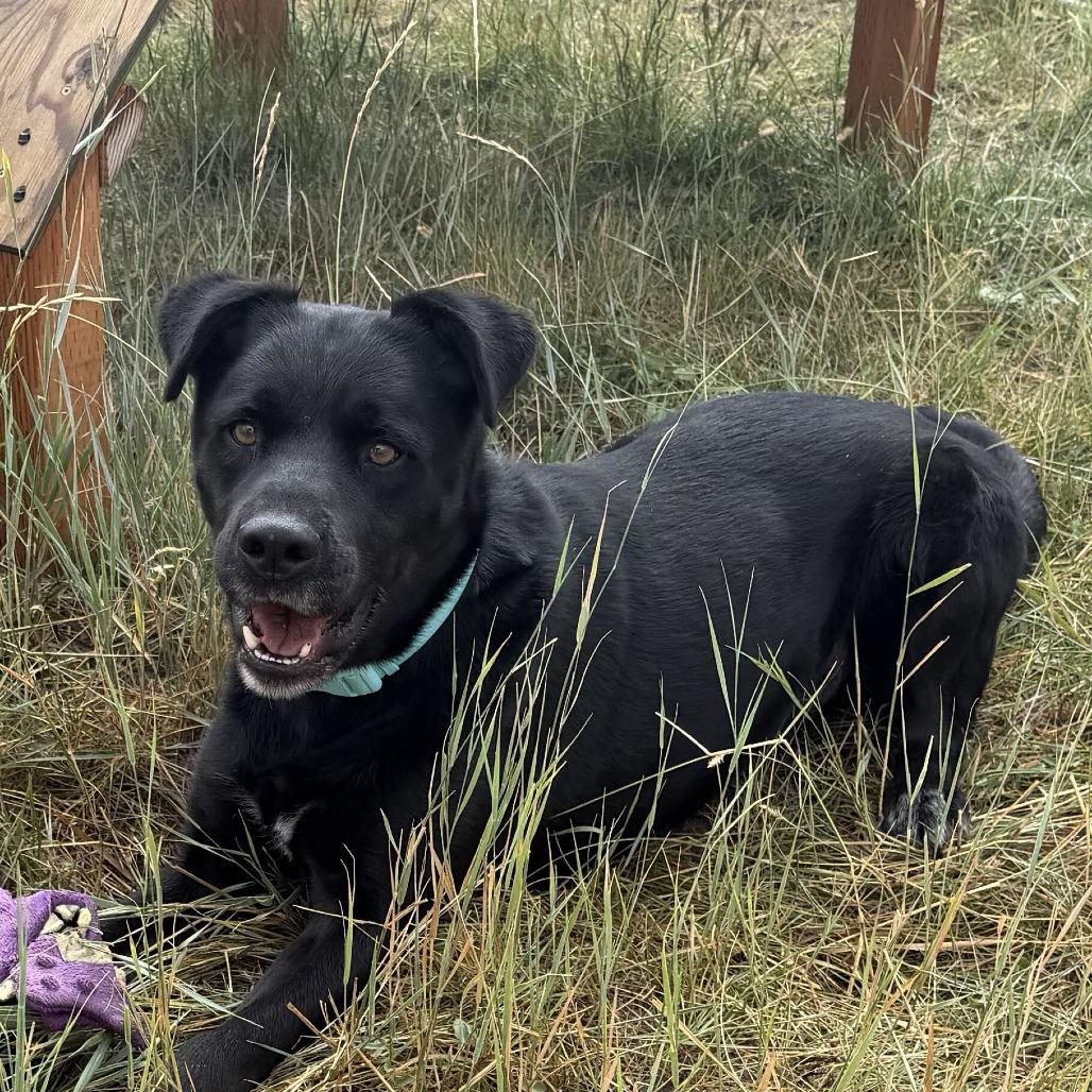 Duke, Adoptable, Adult Male Black Labrador Retriever & Cattle Dog.