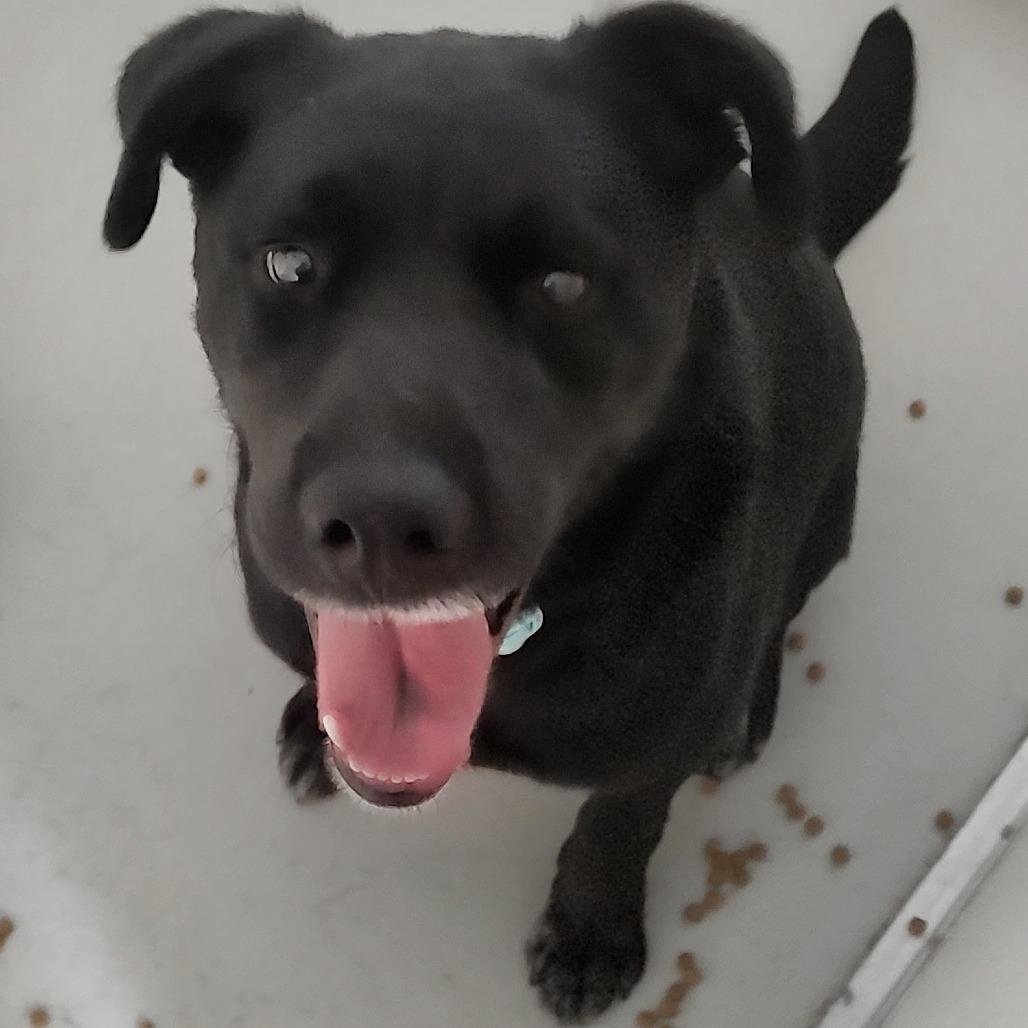 Enlarge Duke, a Adoptable mixed breed in Driggs, ID image 2/3