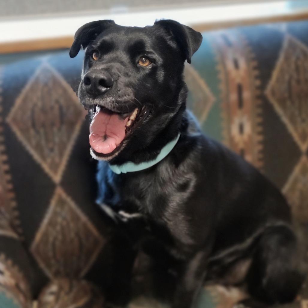 Enlarge Duke, a Adoptable mixed breed in Driggs, ID image 3/3