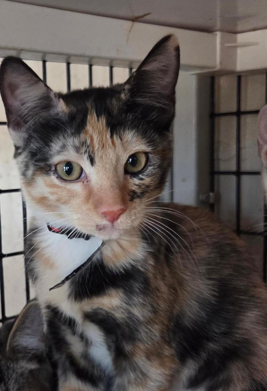Elspeth, adopted, Kitten Female Tortoiseshell & Calico.