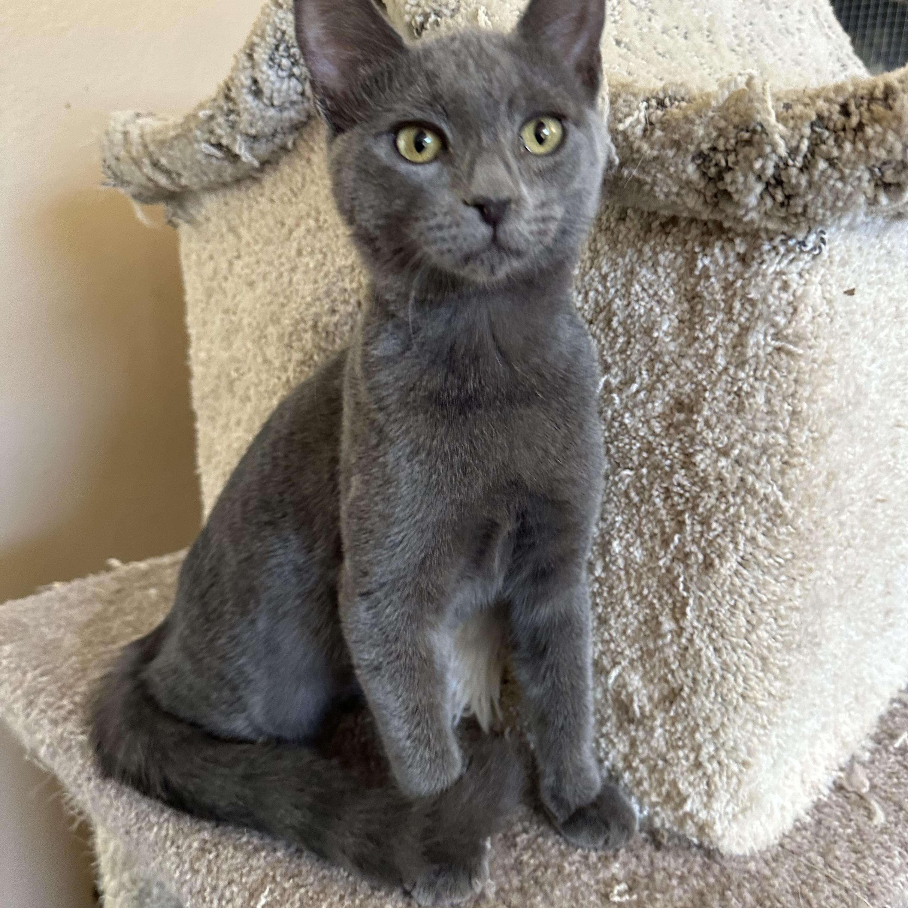 Jackie’s Girl 3 RB