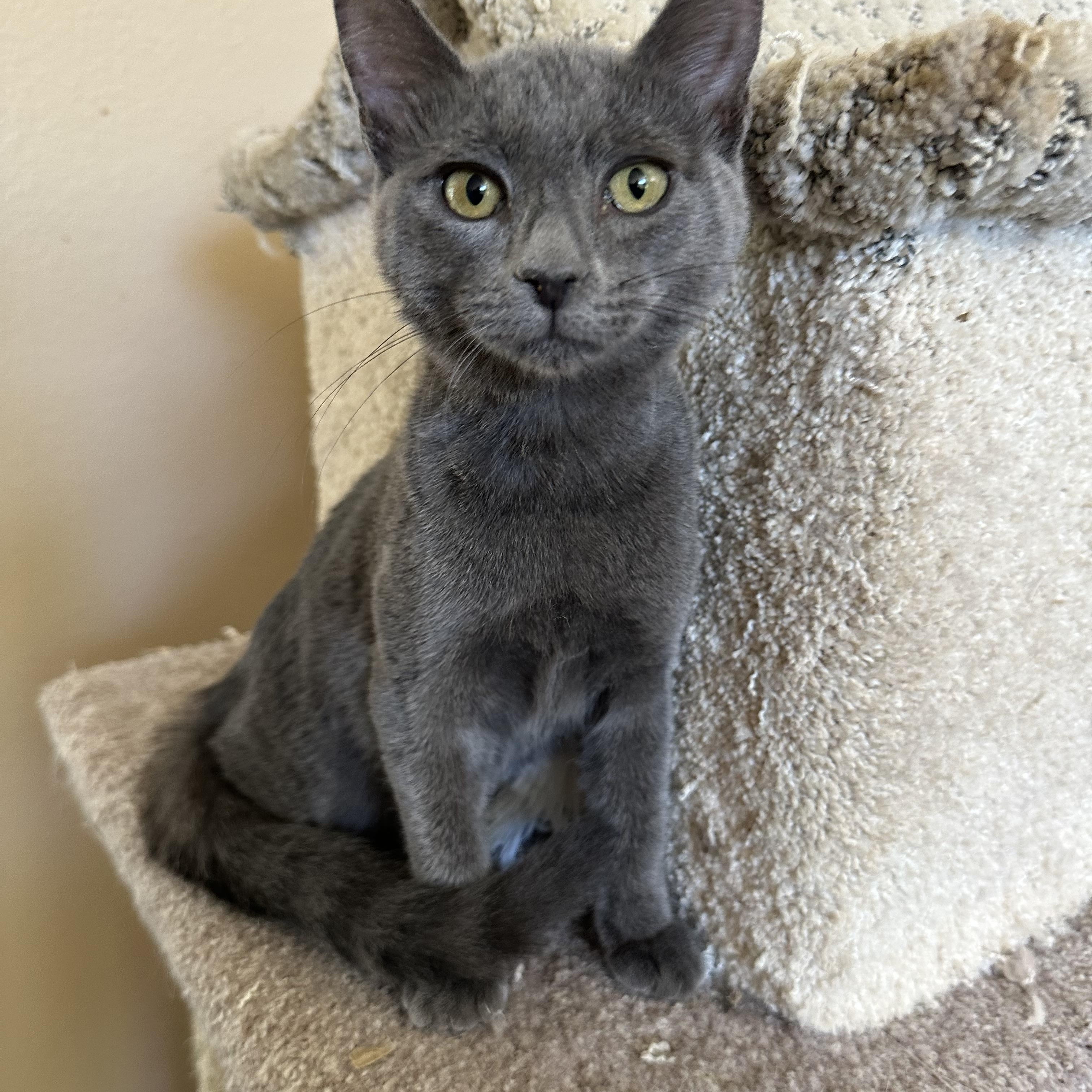 Jackie’s Girl 3 RB