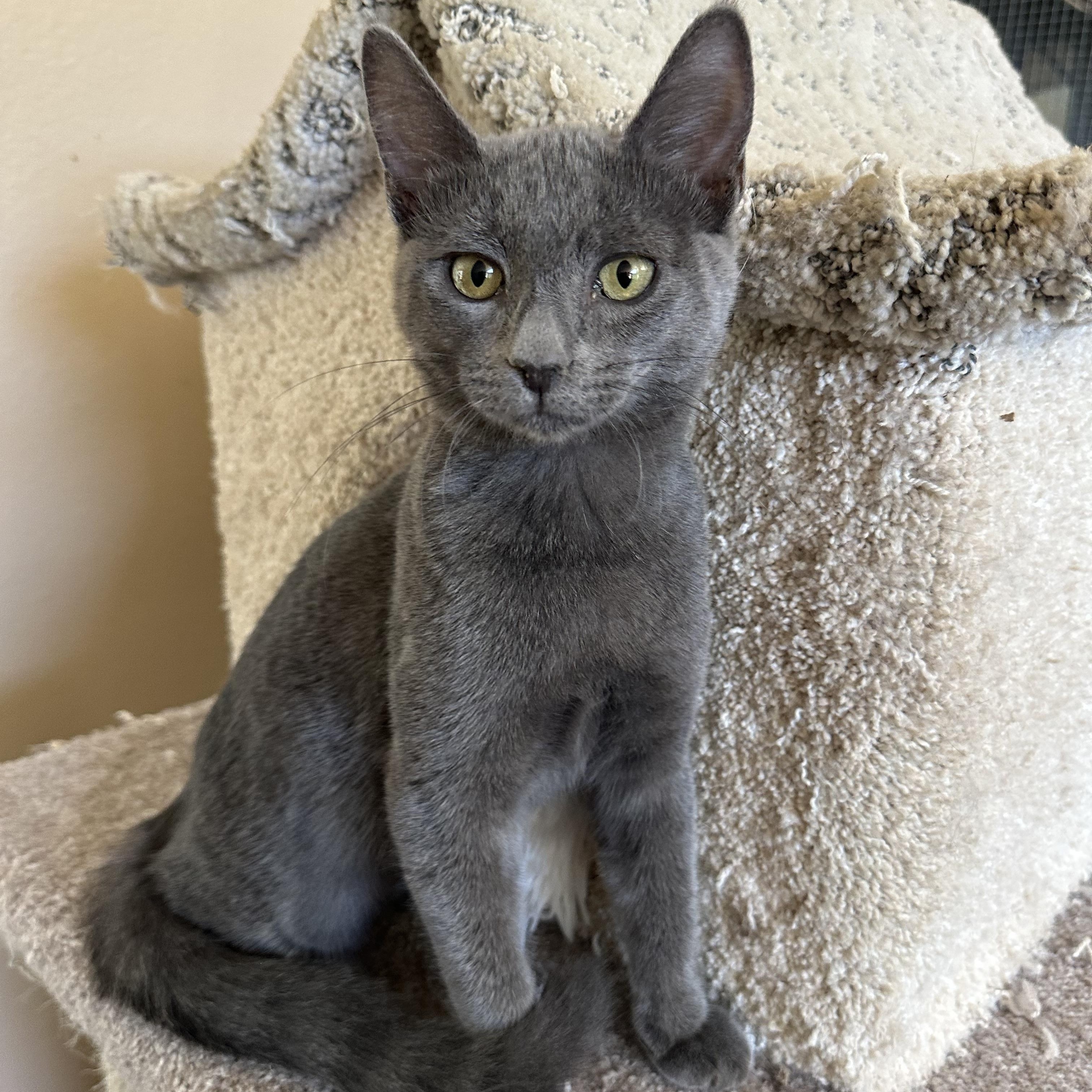 Jackie’s Girl 3 RB