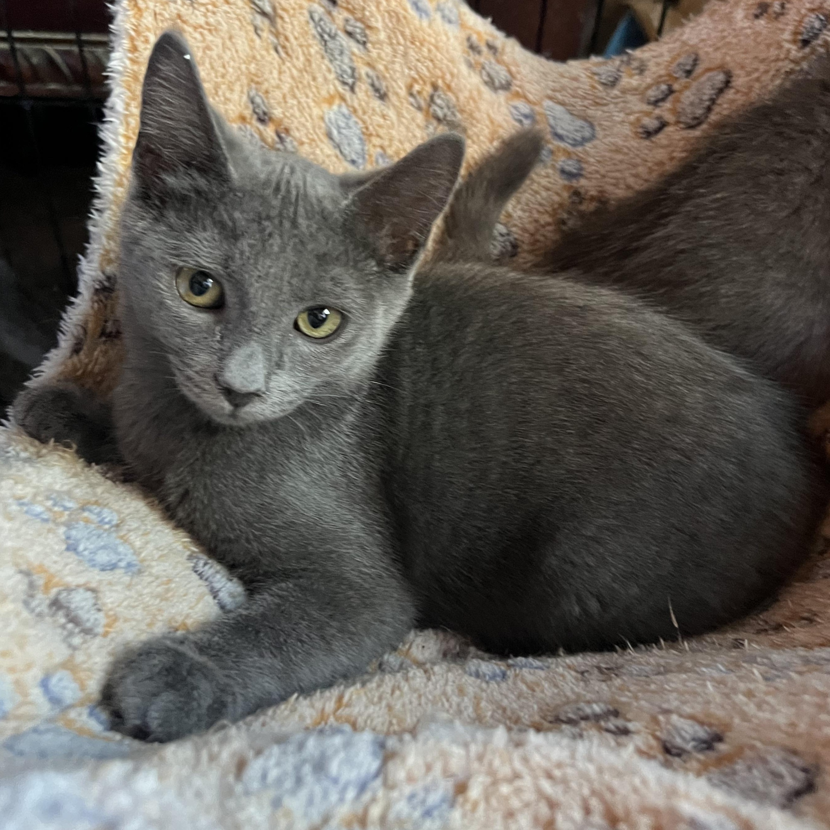 Jackie’s Girl 3 RB