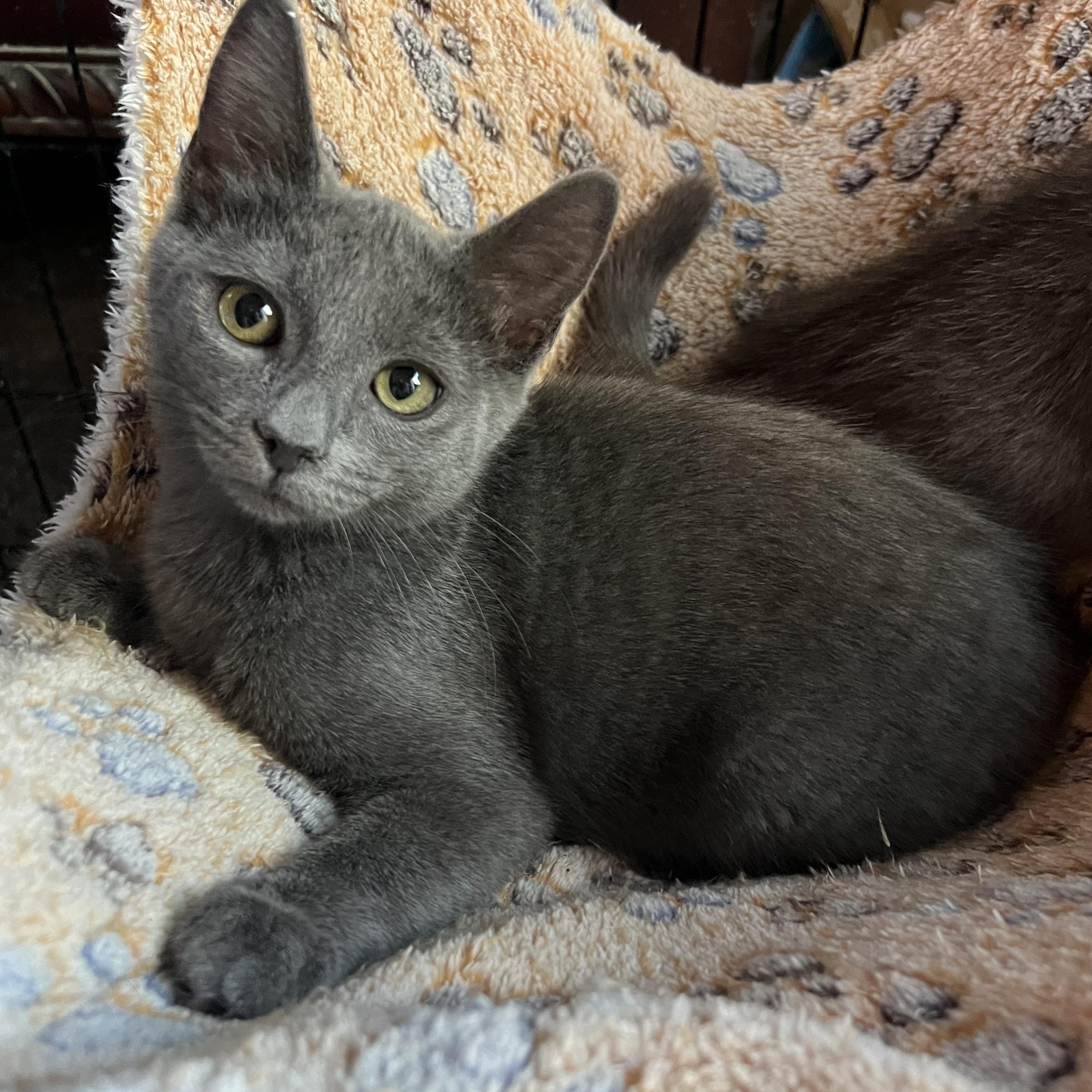 Jackie’s Girl 3 RB