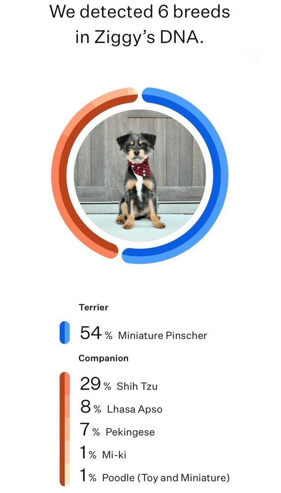 Ziggy, Adoptable, Puppy Male Miniature Pinscher & Shih Tzu.