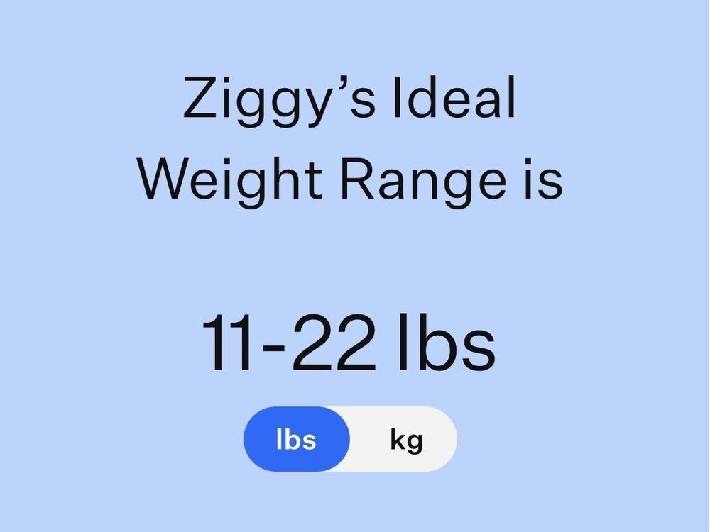 Enlarge Ziggy, a Adoptable mixed breed in Frisco, TX image 2/6