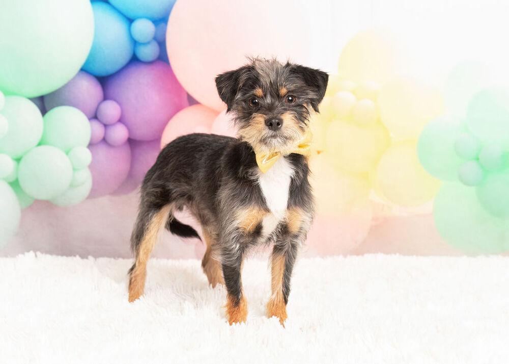 Enlarge Ziggy, a Adoptable mixed breed in Frisco, TX image 3/6