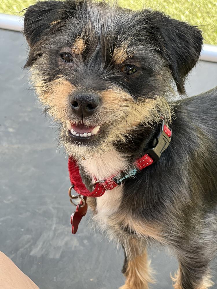 Ziggy, Adoptable, Puppy Male Yorkshire Terrier & Chihuahua.