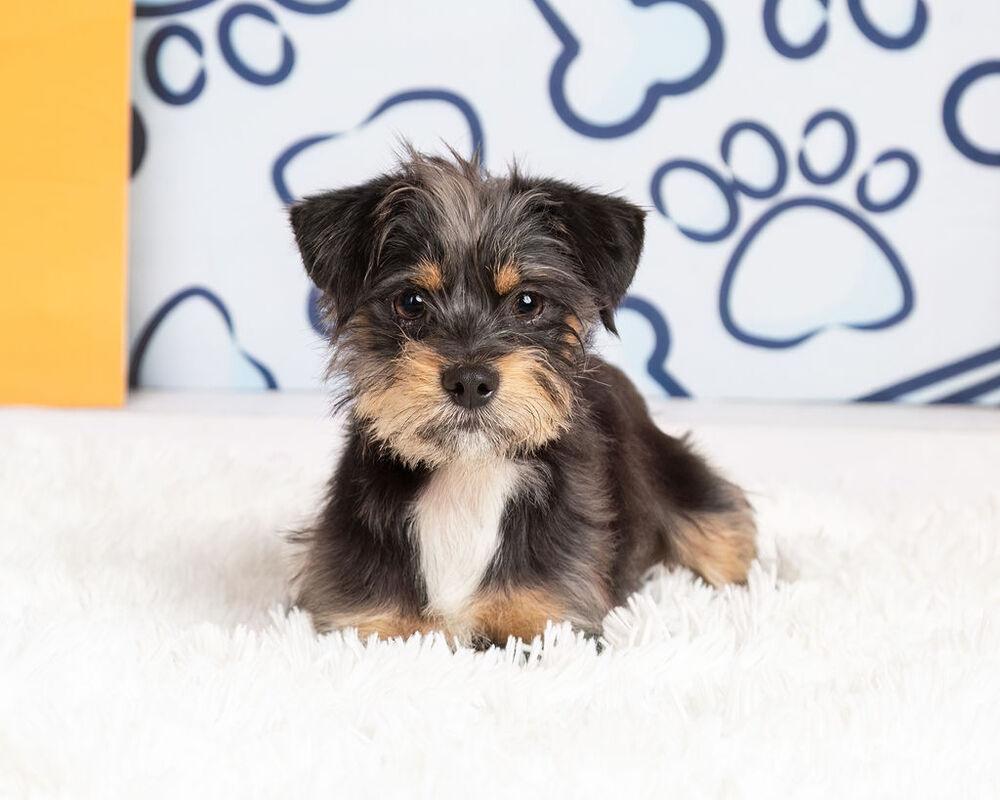 Enlarge Ziggy, a Adoptable mixed breed in Frisco, TX image 4/6