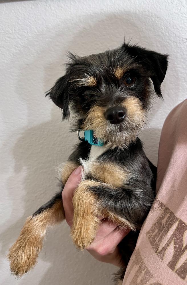 Ziggy, a Adoptable mixed breed in Frisco, TX image 2/6