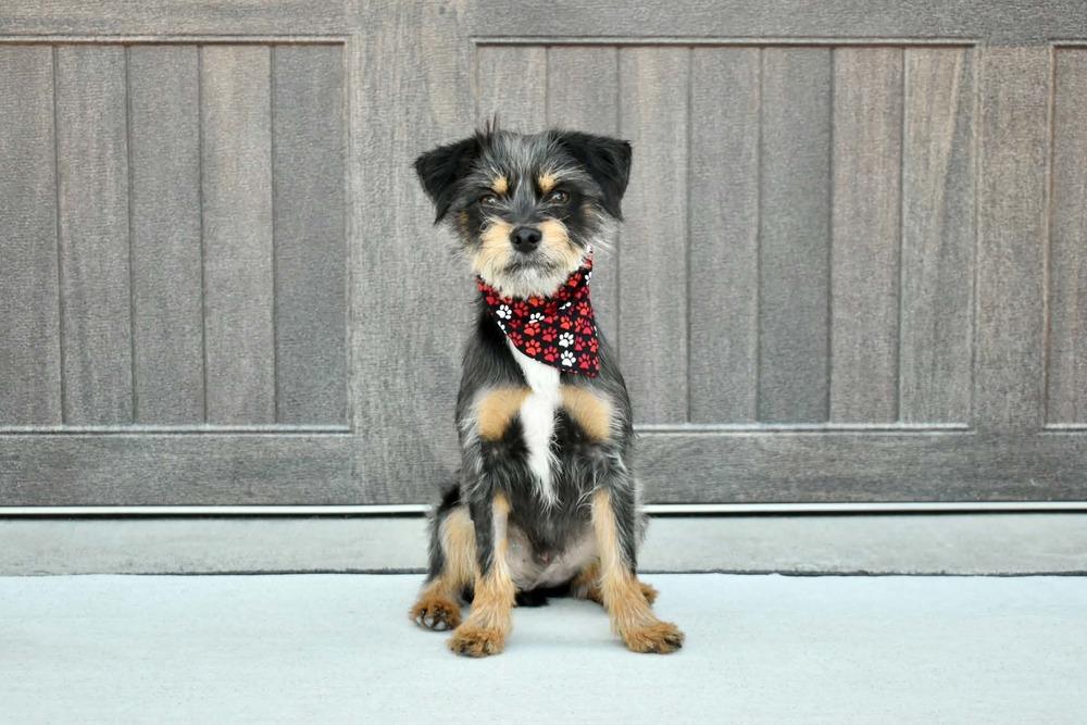 Ziggy, a Adoptable mixed breed in Frisco, TX image 3/6
