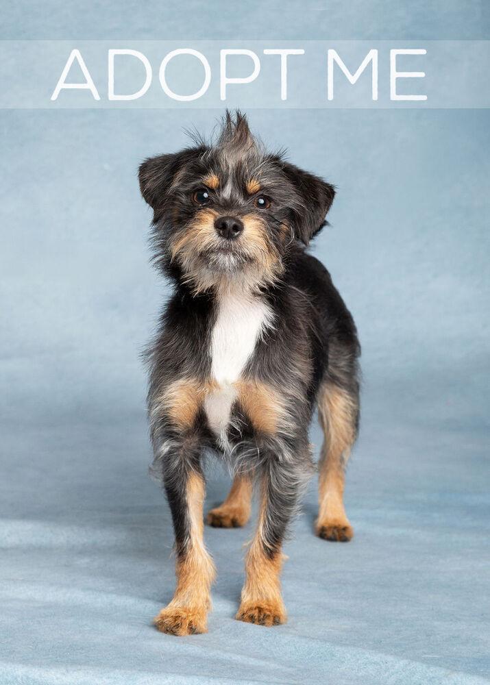 Enlarge Ziggy, a Adoptable mixed breed in Frisco, TX image 5/6