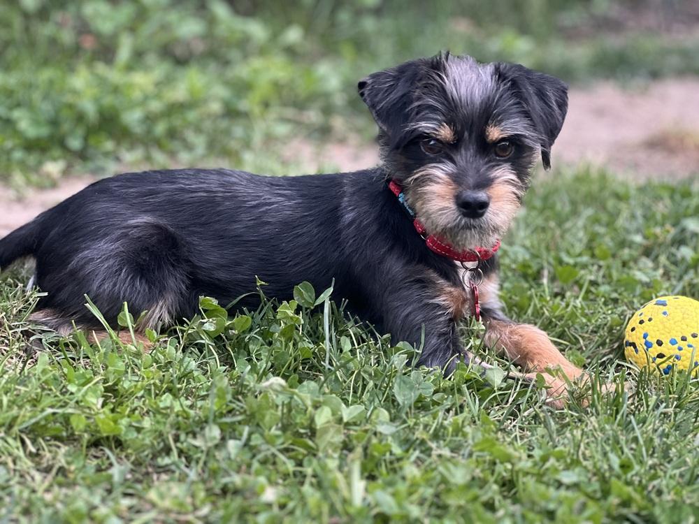 Ziggy, a Adoptable mixed breed in Frisco, TX image 4/6