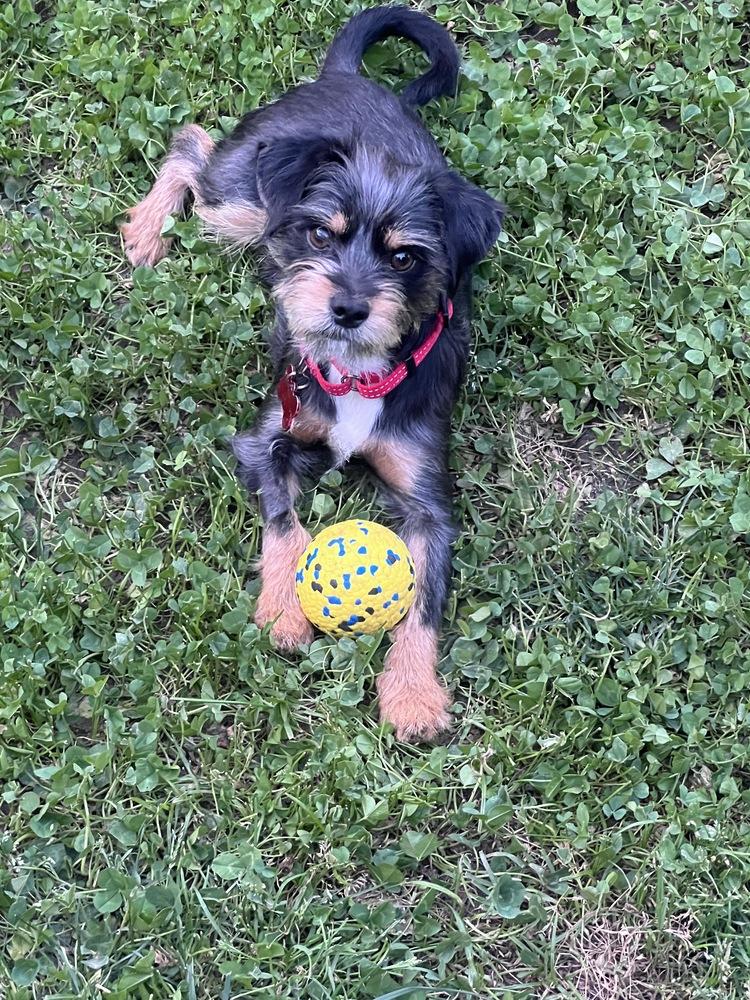 Ziggy, a Adoptable mixed breed in Frisco, TX image 5/6