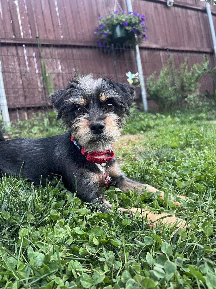 Ziggy, a Adoptable mixed breed in Frisco, TX image 6/6