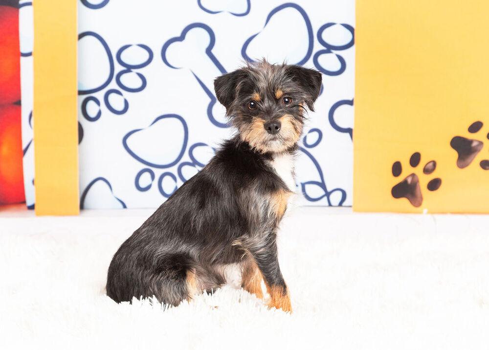 Enlarge Ziggy, a Adoptable mixed breed in Frisco, TX image 6/6