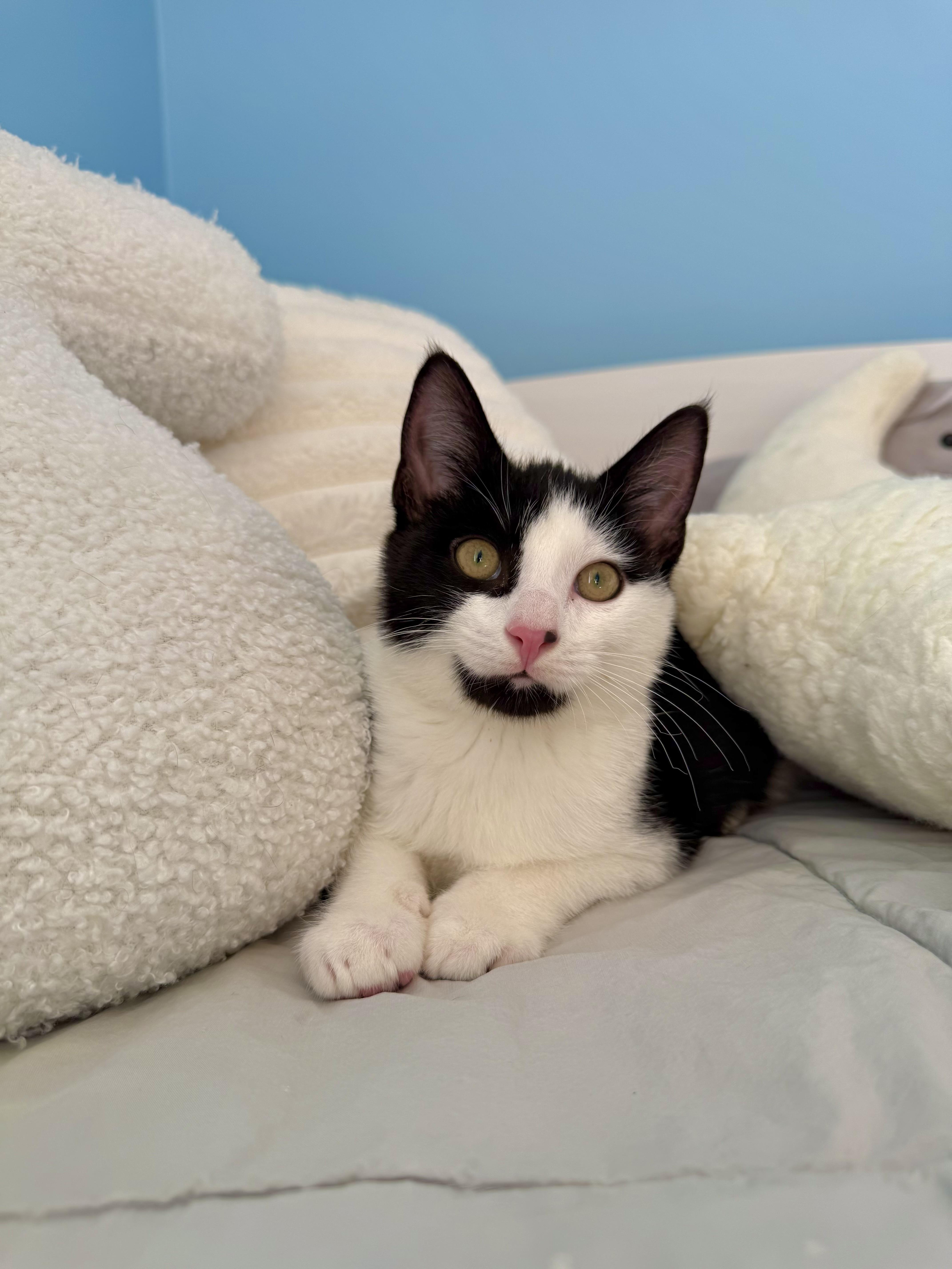 Enlarge Sully, a Adoptable Domestic Short Hair in Ramsey, NJ image 4/6
