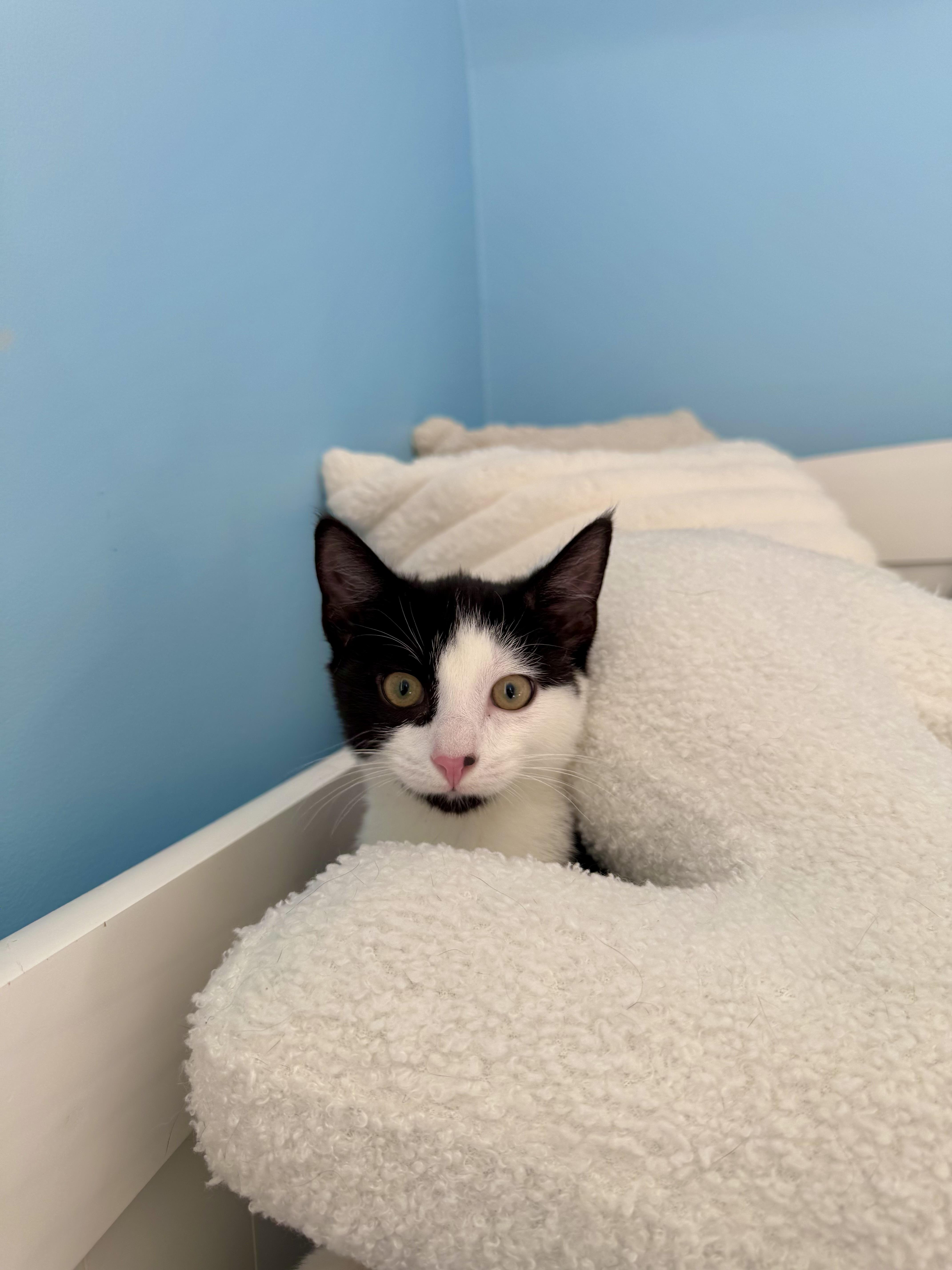 Enlarge Sully, a Adoptable Domestic Short Hair in Ramsey, NJ image 2/6