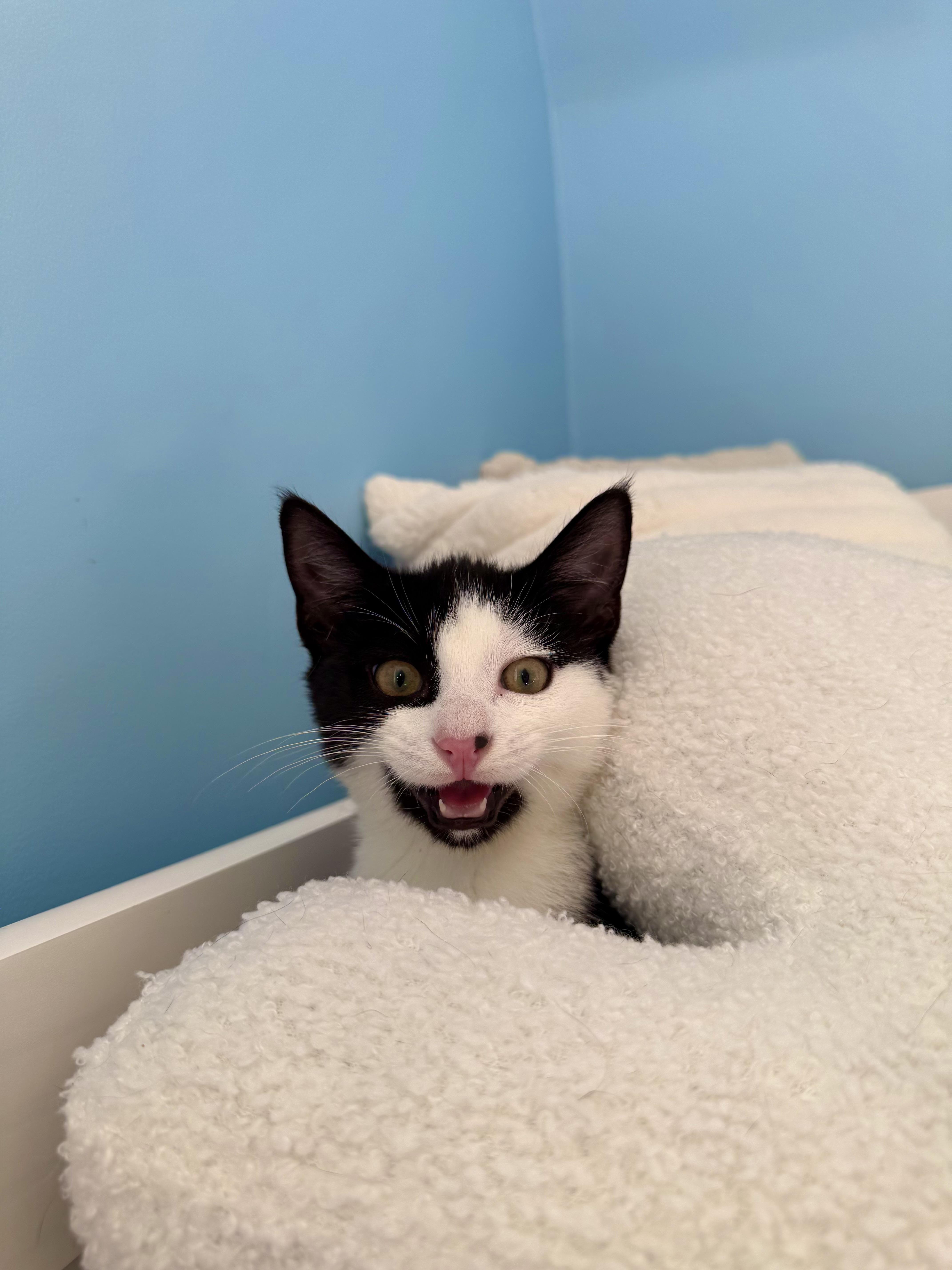 Enlarge Sully, a Adoptable Domestic Short Hair in Ramsey, NJ image 3/6