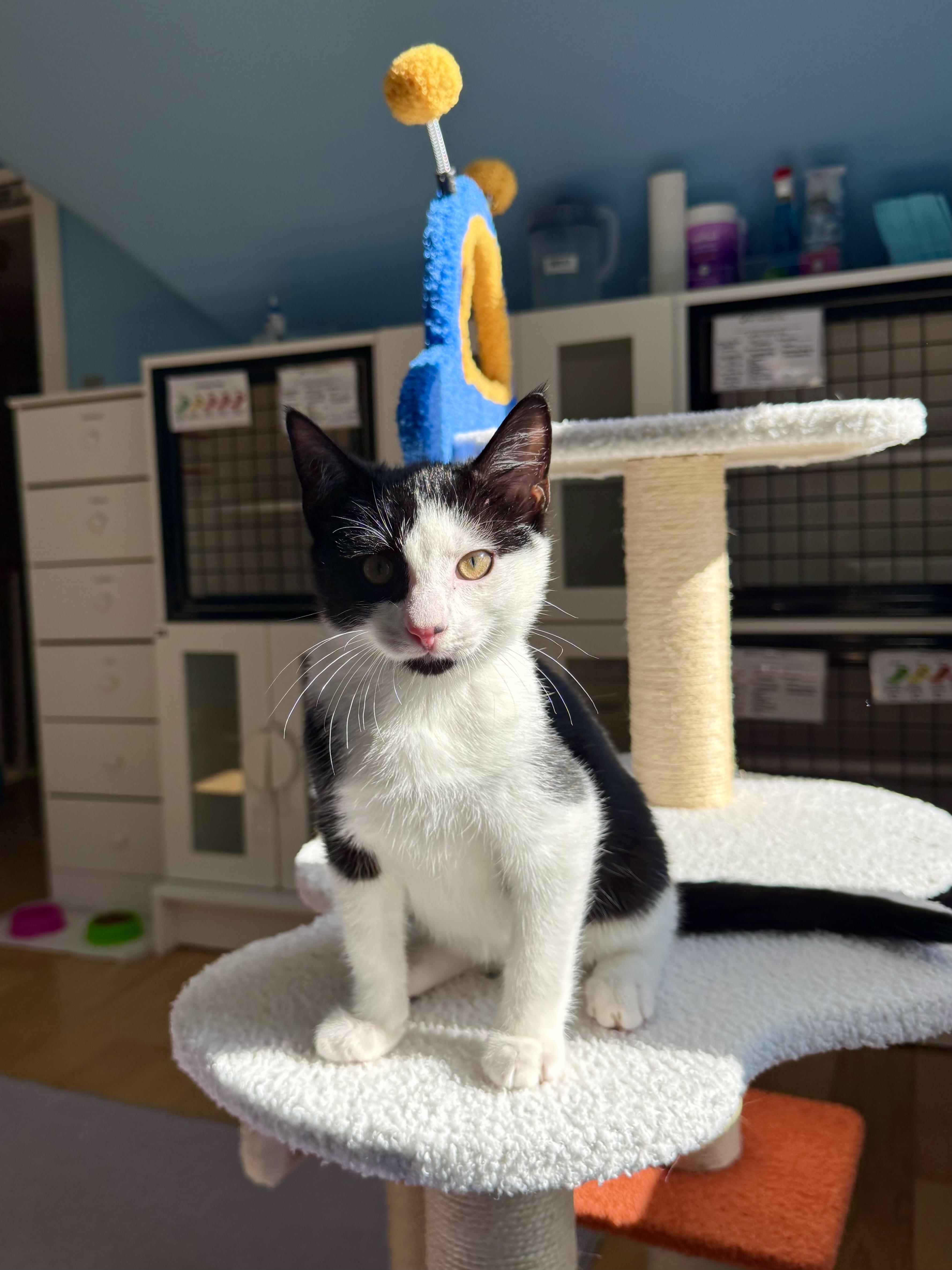 Enlarge Sully, a Adoptable Domestic Short Hair in Ramsey, NJ image 1/6