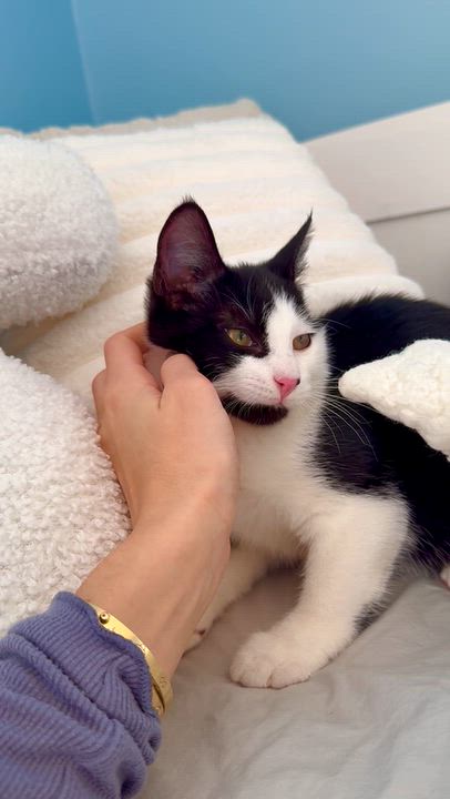 Enlarge Sully, a Adoptable Domestic Short Hair in Ramsey, NJ video 5/6