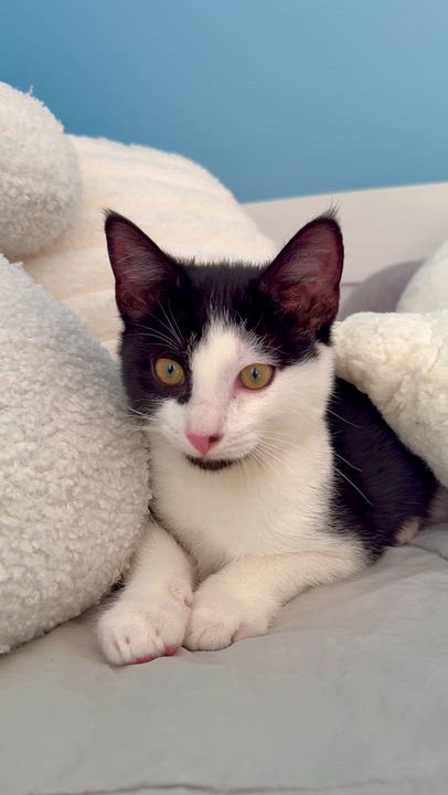 Enlarge Sully, a Adoptable Domestic Short Hair in Ramsey, NJ video 6/6
