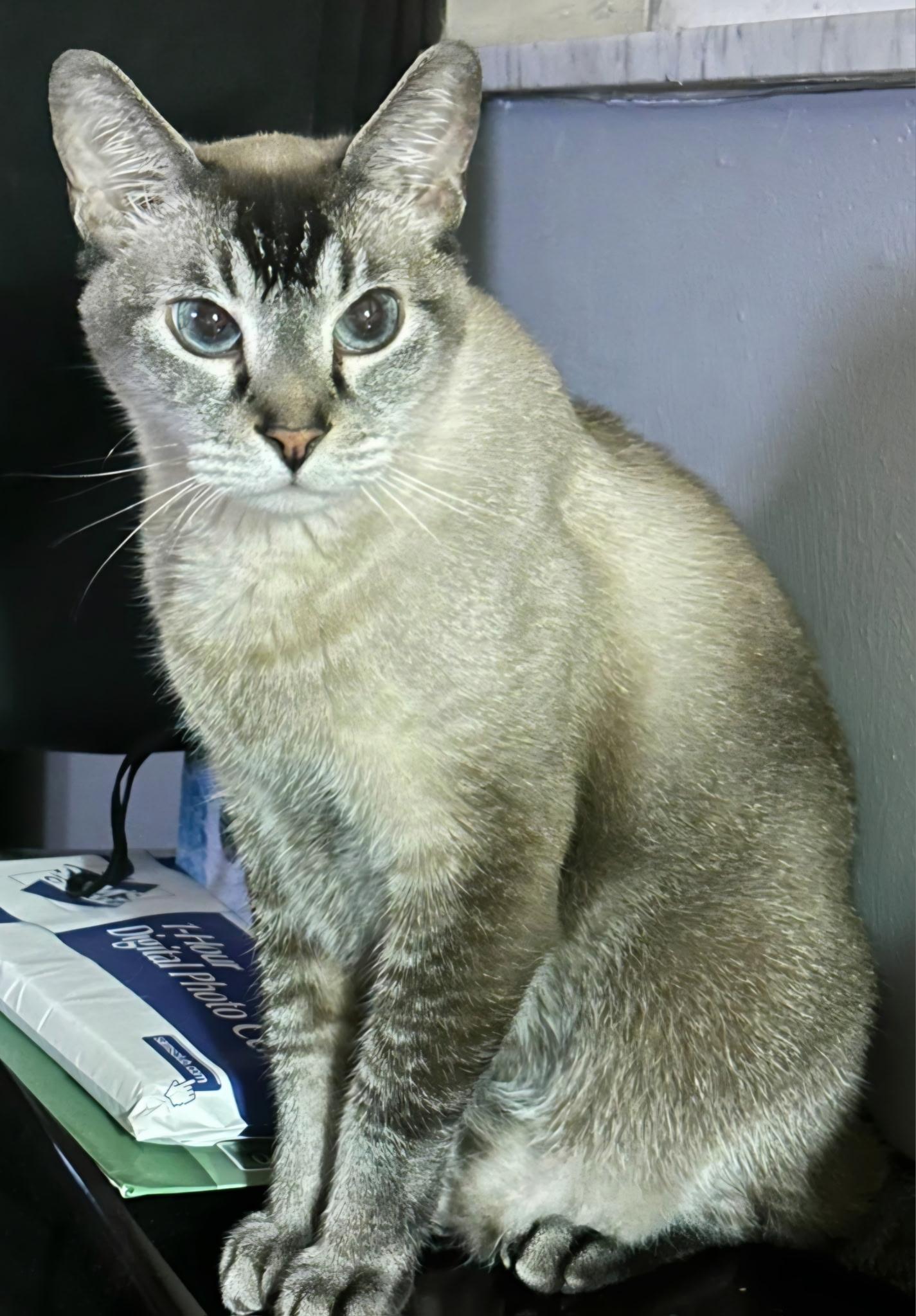 Topaz, an adopted mixed breed in Boca Raton , FL image 2/2