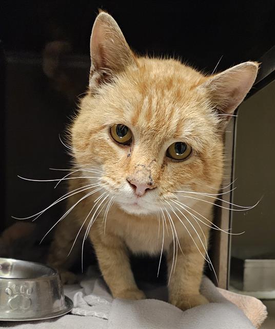 Enlarge DORITO, a Adoptable Domestic Short Hair in Clyde, NC image 1/1