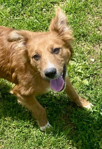 Enlarge Larry, an adopted Shepherd in Glasgow, KY image 1/3