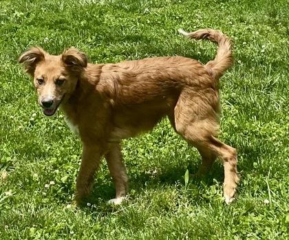 Enlarge Larry, an adopted Shepherd in Glasgow, KY image 2/3