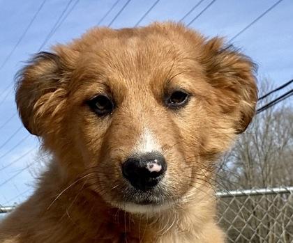 Enlarge Larry, an adopted Shepherd in Glasgow, KY image 3/3
