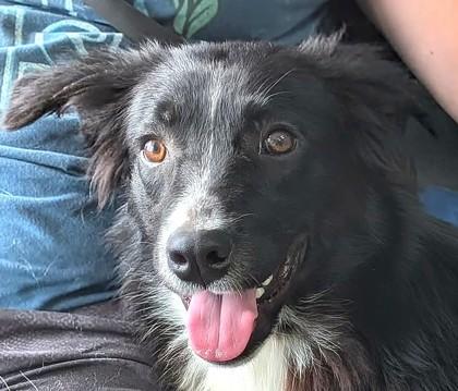 Chuck Norris, Adoptable, Puppy Male Border Collie & Great Pyrenees.