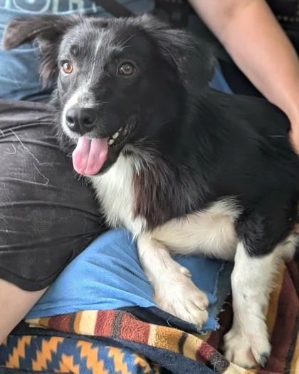 Enlarge Chuck Norris, a Adoptable mixed breed in La Harpe, KS image 2/2