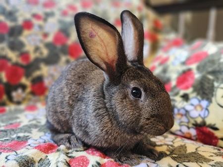 Enlarge Kristine, a Adoptable American in Folsom, CA image 5/5
