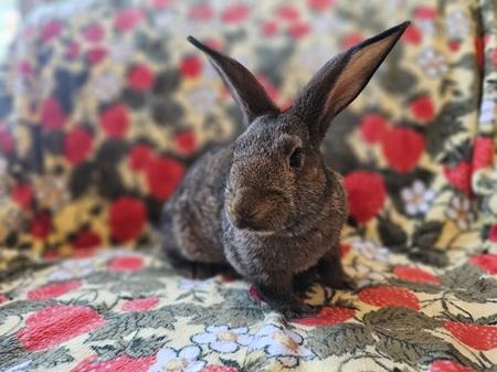 Enlarge Kristine, a Adoptable American in Folsom, CA image 4/5
