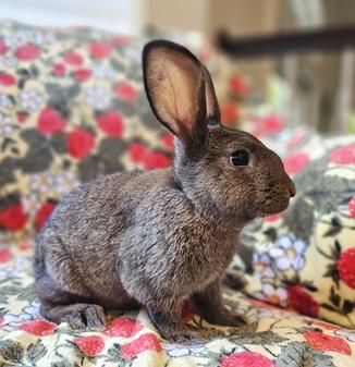 Kristine, Adoptable, Young Female American.