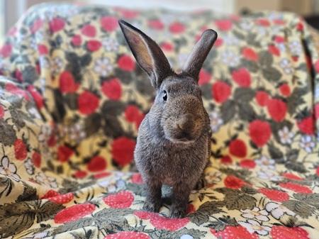 Enlarge Kristine, a Adoptable American in Folsom, CA image 3/5