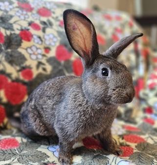 Enlarge Kristine, a Adoptable American in Folsom, CA image 2/5