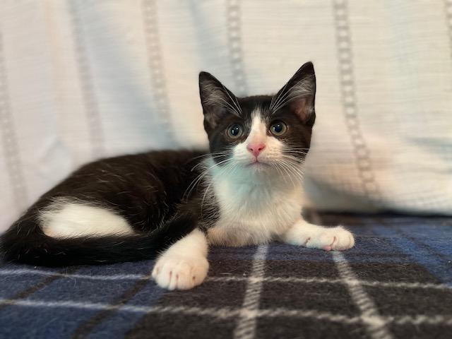 Filbert, Adoptable, Kitten Male Domestic Short Hair.