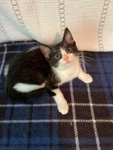 Enlarge Filbert, a Adoptable Domestic Short Hair in Racine, WI image 3/5